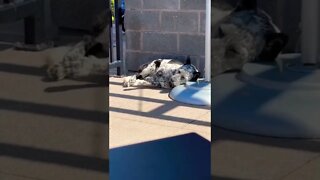 Cute dog taking a nap in the sun