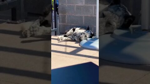 Cute dog taking a nap in the sun