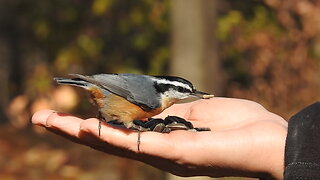 Feeding the birds of Mud Lake 2