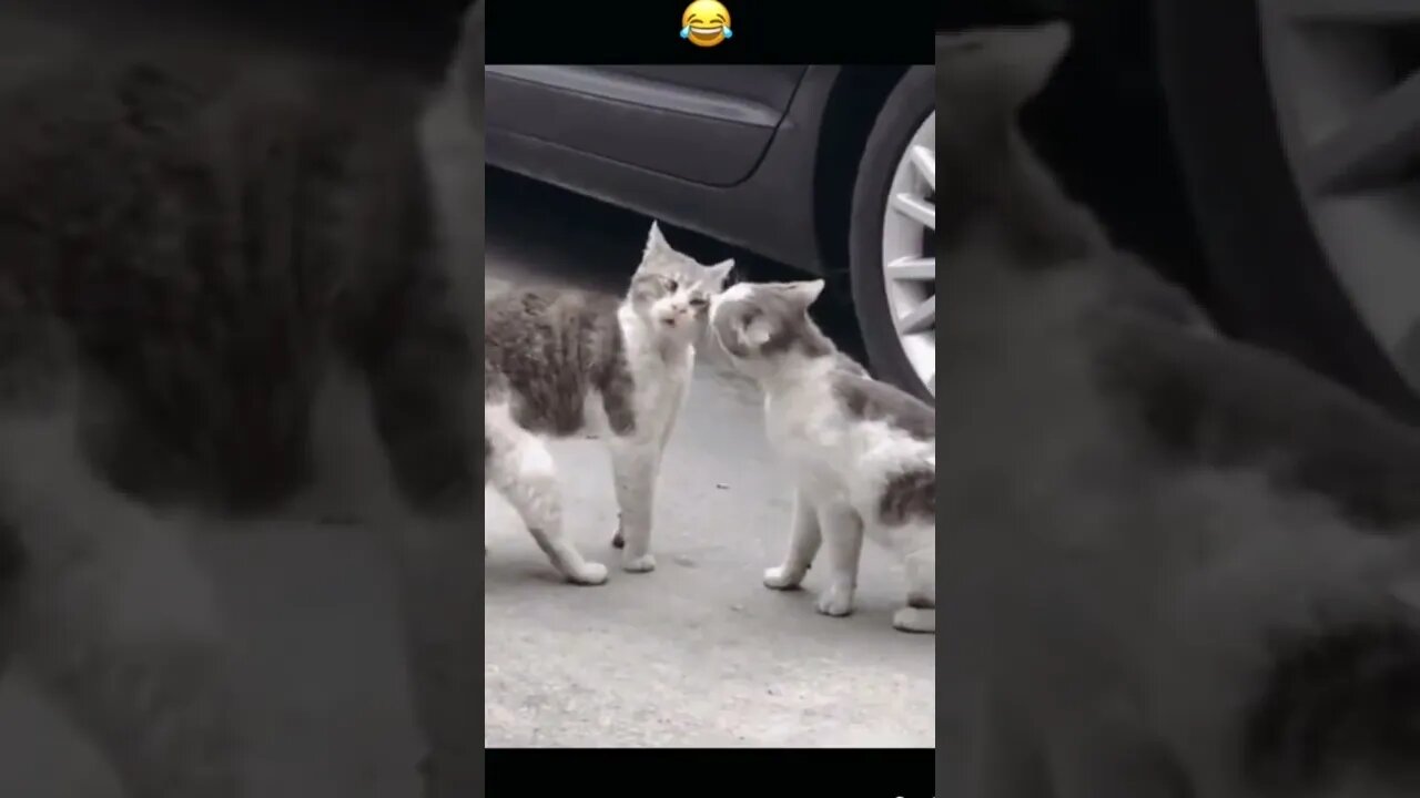 funny fight of cutest cats #Petsandwild