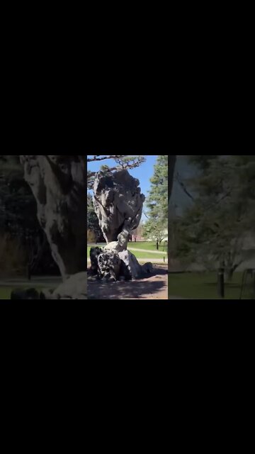 Montreal Botanical Chinese Garden #shorts