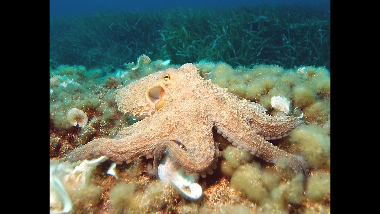 Amazing Ocean Creatures 🐟 Weird Ocean Creatures !