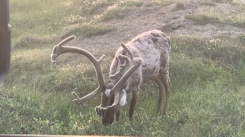 Big Bou Eating