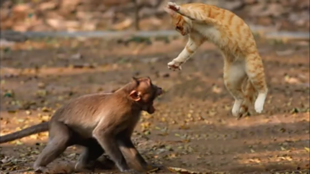 Monkey Vs Cat Fight