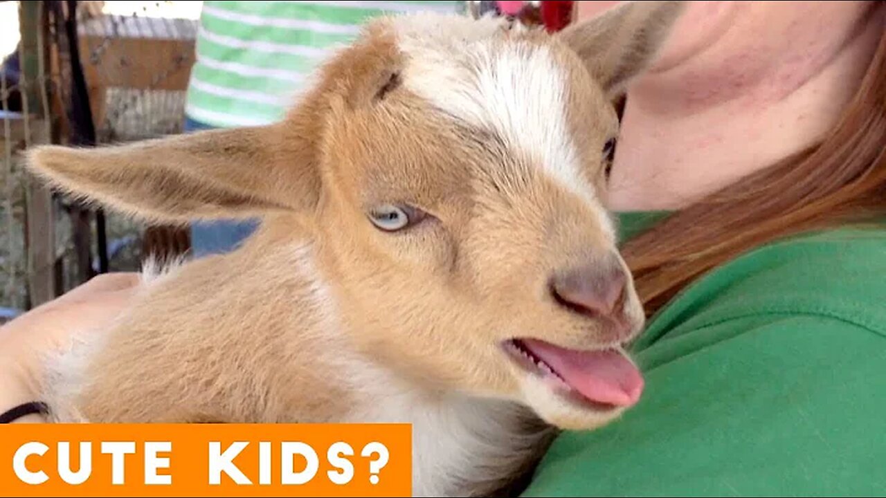 Cutest Baby Goat Compilation Ever! | Funny Pet Videos