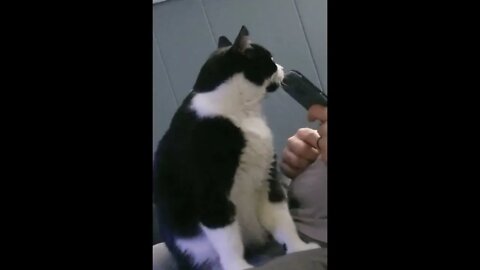 New Cat