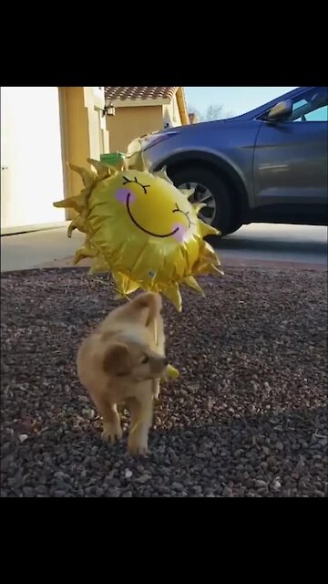 Golden Retriever puppy plays with helium sunshine balloon