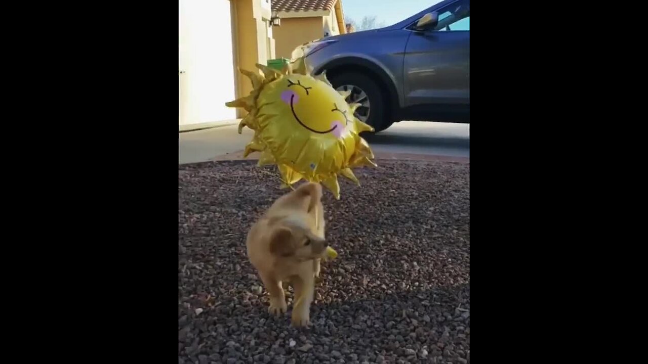 Golden Retriever puppy plays with helium sunshine balloon