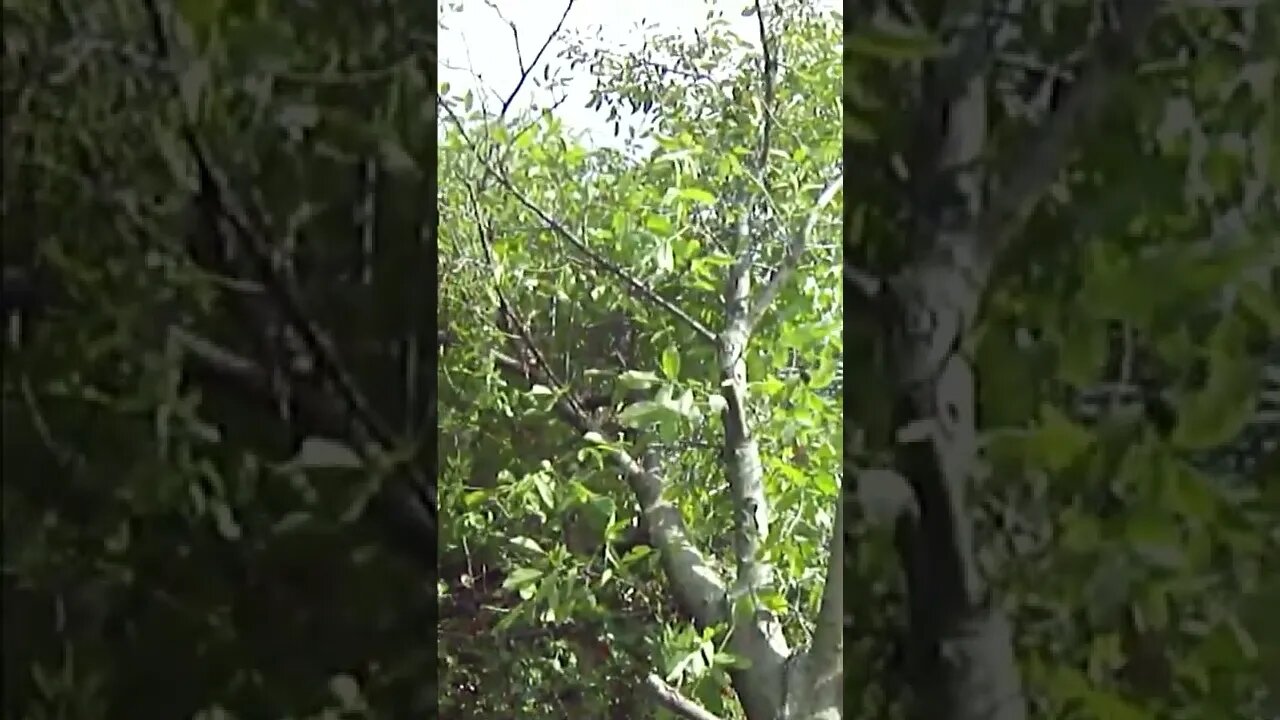 Fallen tree, struck by lightning