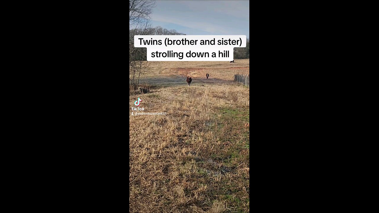 Twin calves strolling down a hill.