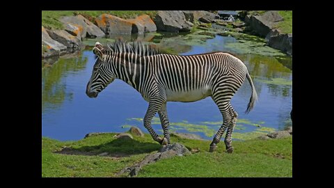 Resurrection Zebra