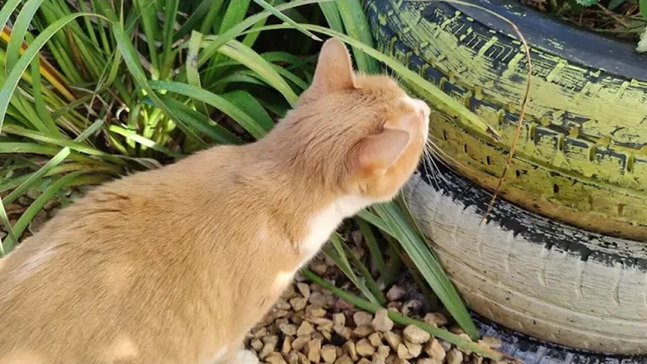 Kiko explorando o Jardim