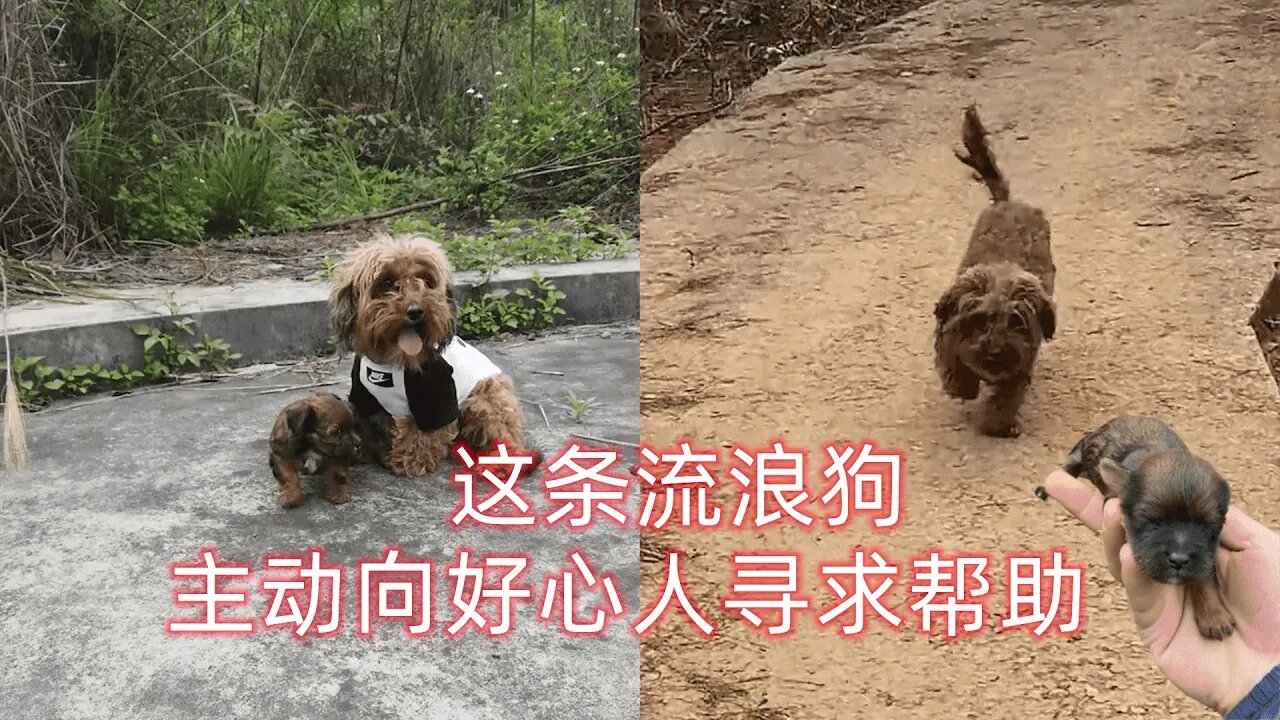 这条流浪狗,在野外生下一只狗崽,主动向好心人寻求帮助