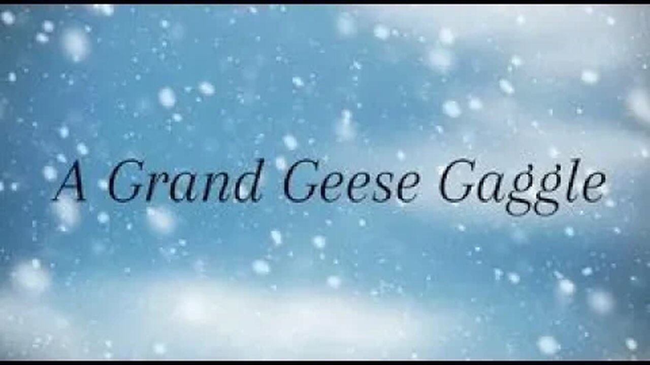 Northbound: Ep 6. A Grand Geese Gaggle