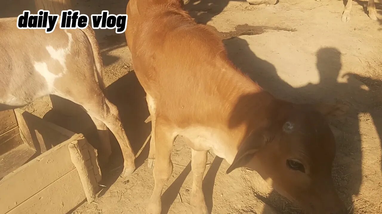 the calf is really cute | daily life vlog