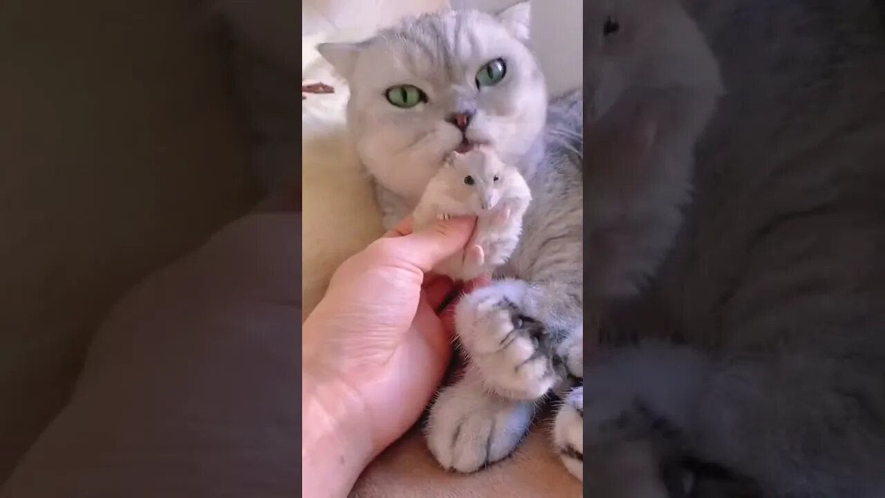 #kitten #hamster #cute #funny #pet tiktok funny_p.e.t