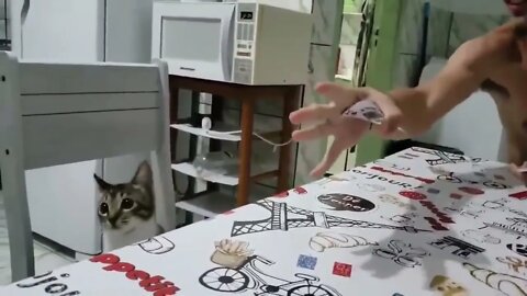 Cat and Cards