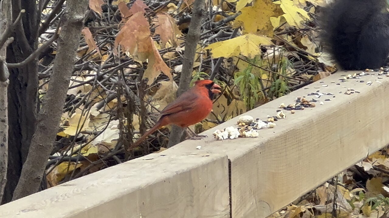 Lunch time at James Gardens Toronto