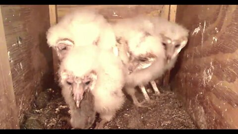 Mel wins First Place for most deliveries in least amount of time. 4-8-20