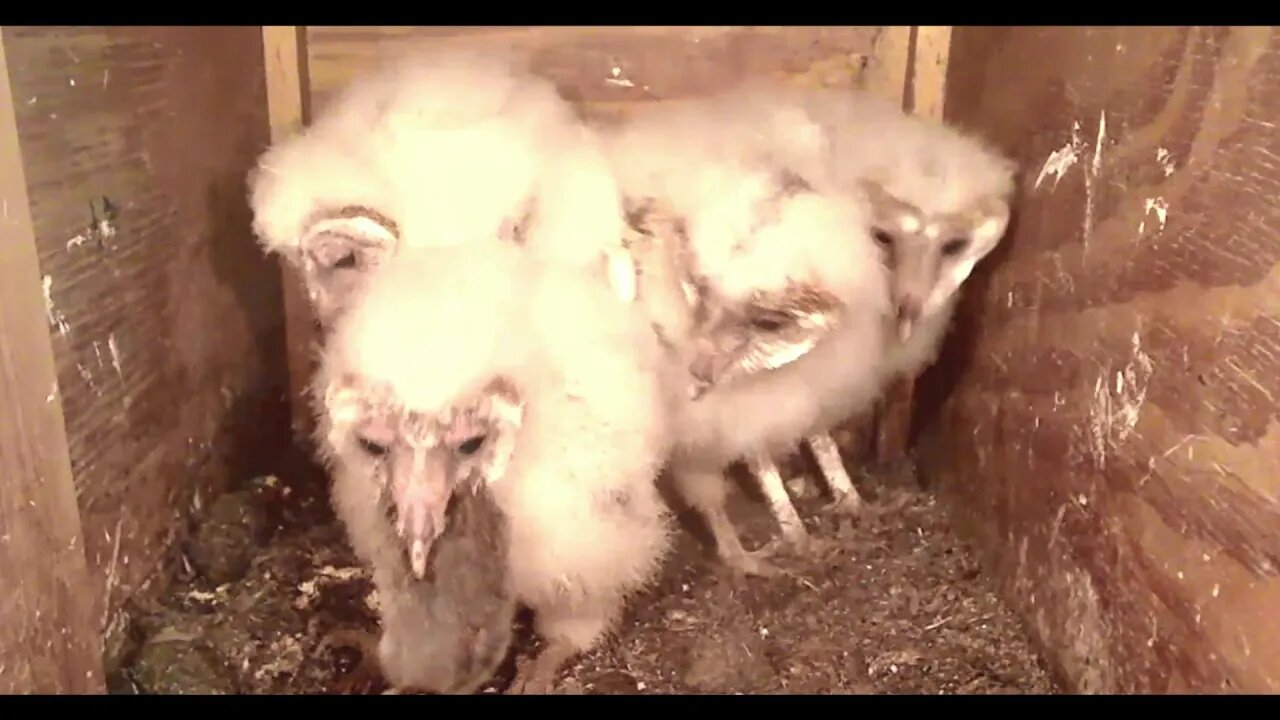 Mel wins First Place for most deliveries in least amount of time. 4-8-20