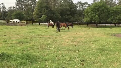 Catching the horses to do a tick treatment