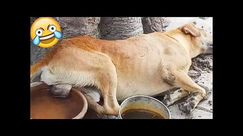 Best Funny Animal Videos 2- Video