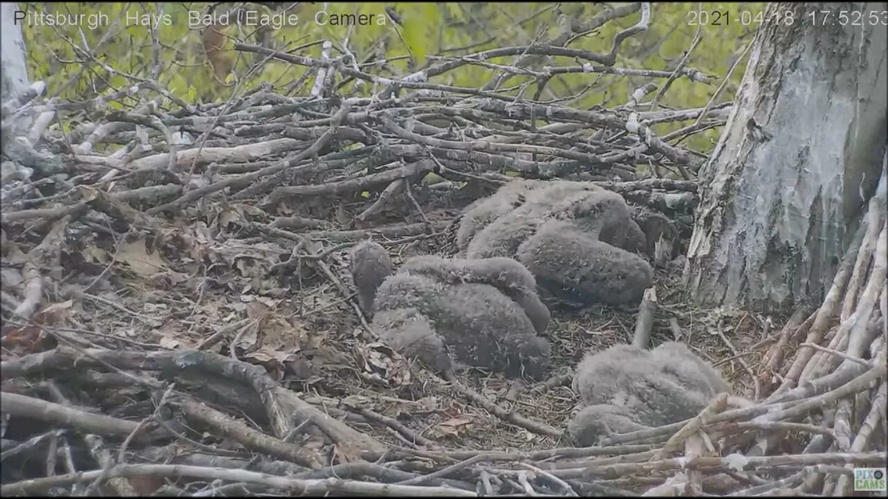 Hays Eaglet H14 "Mom,Dad ,Squirrel is bothering me" 41821 17:52