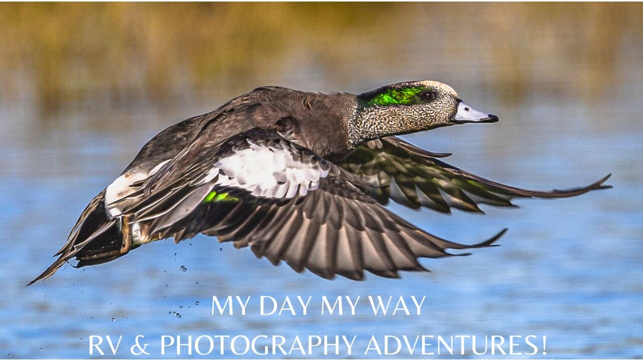 Sights & Sounds of Sandhill cranes & Ducks at Arizona Refuges