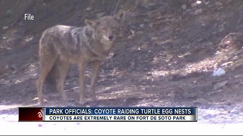 Coyote raiding sea turtle eggs nests