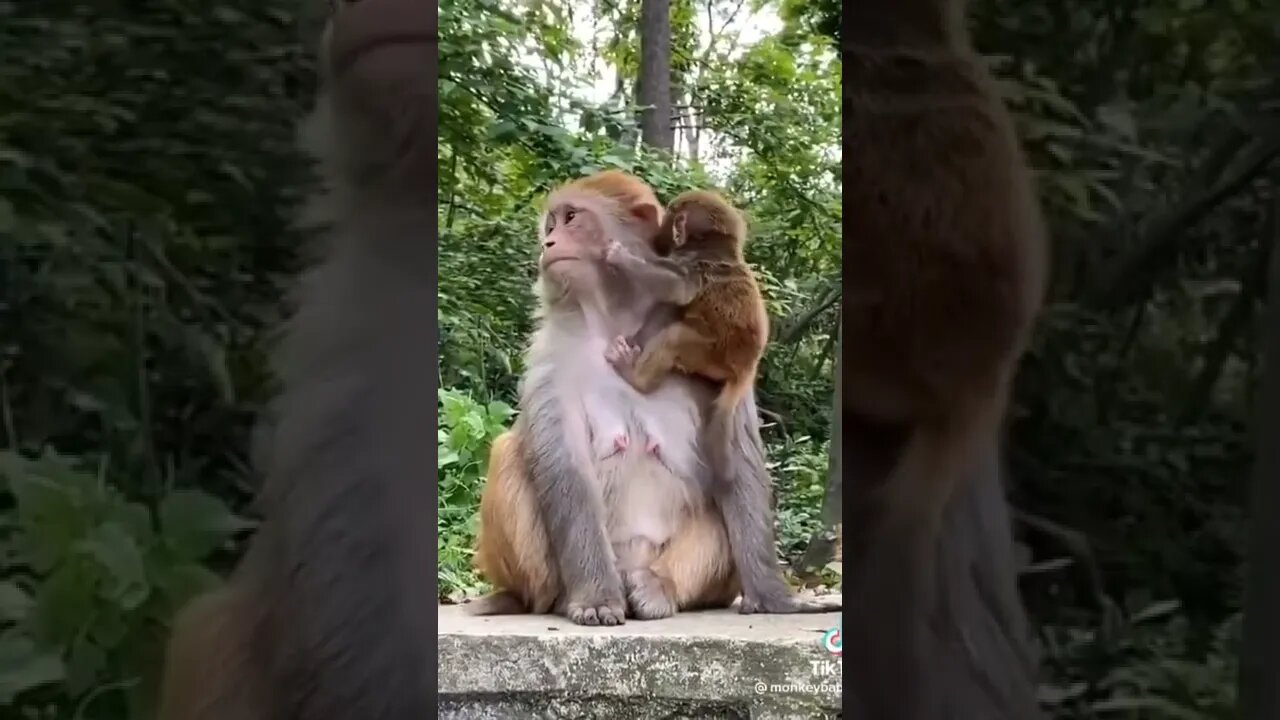 Aggressive monkey baby 🤣🤣