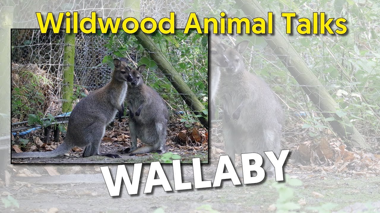 Wildwood Wallaby Talk