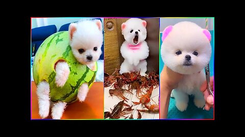 Puppy video