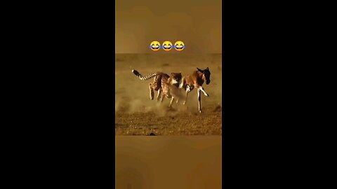 Funny animals video