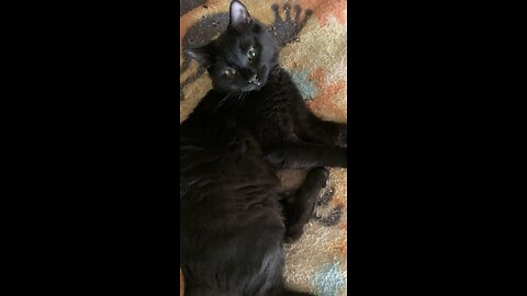 ￼ Playing with blackjack the cat close up