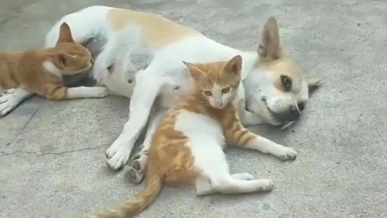 这两只小猫,从小喝狗奶长大,把狗狗当成自己的妈妈