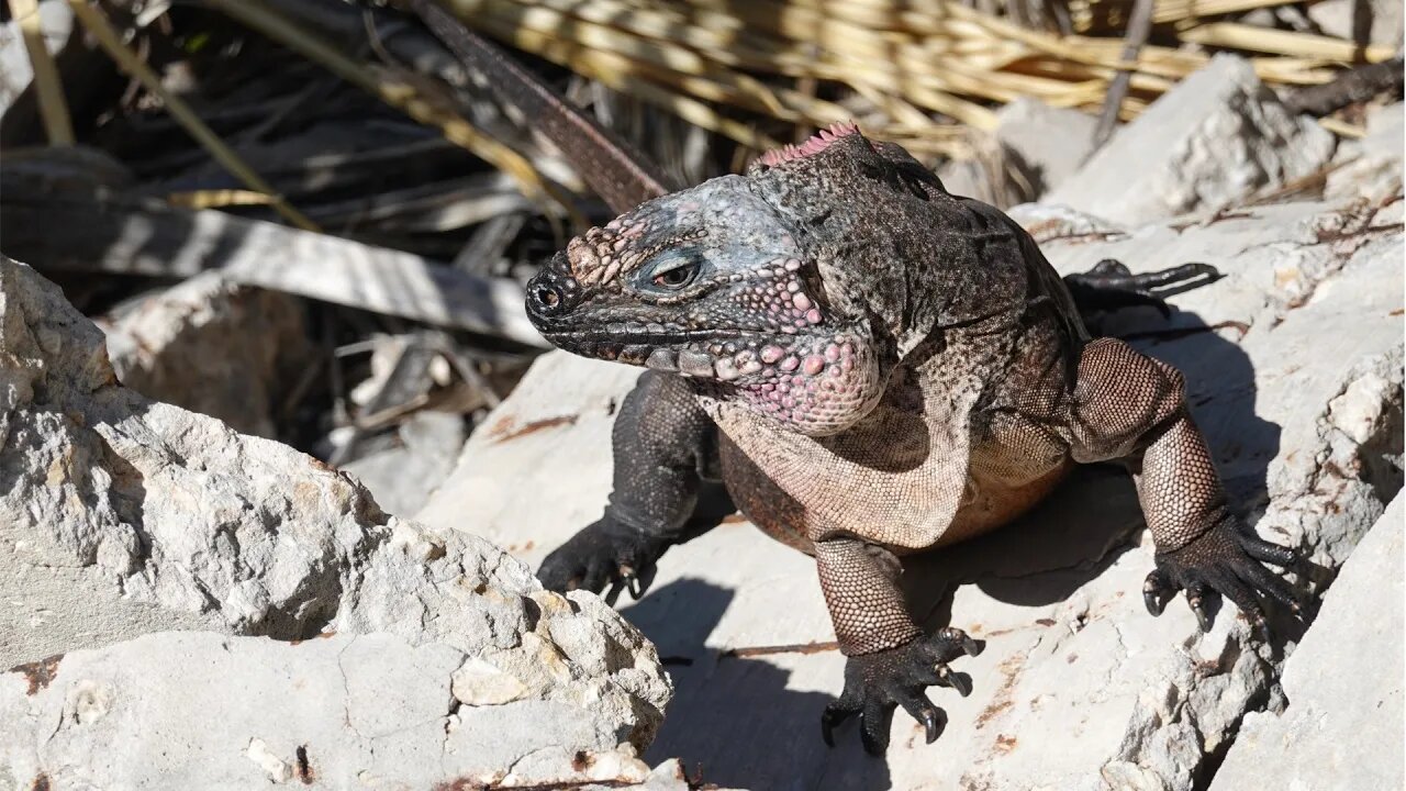 E22 When Iguanas Attack. Bahamas Express