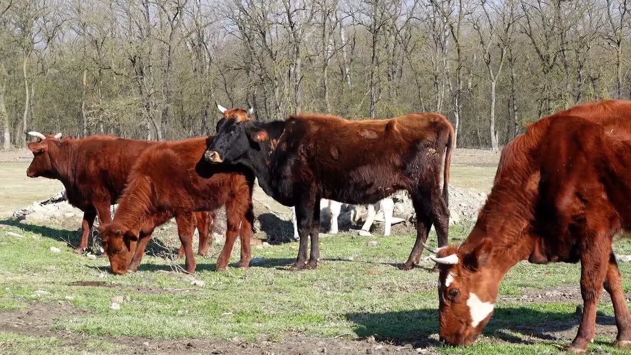 The first walk with cows after winter. Первая прогулка с коровами после зимы