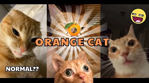 Why Are Orange Cats So Crazy? The Truth Revealed!