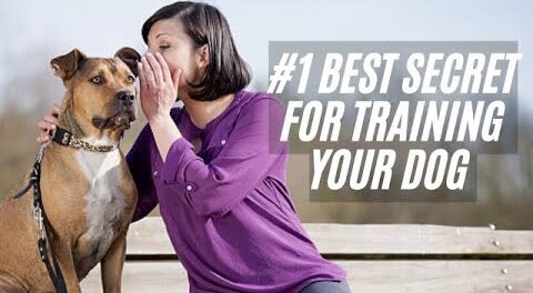 #1 Best Secret to Training Your Dog