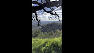 Oak Tree Overlooking the Valley Below