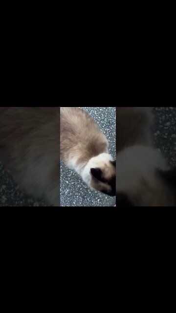 Boycat ignores me as I try to say hello to him