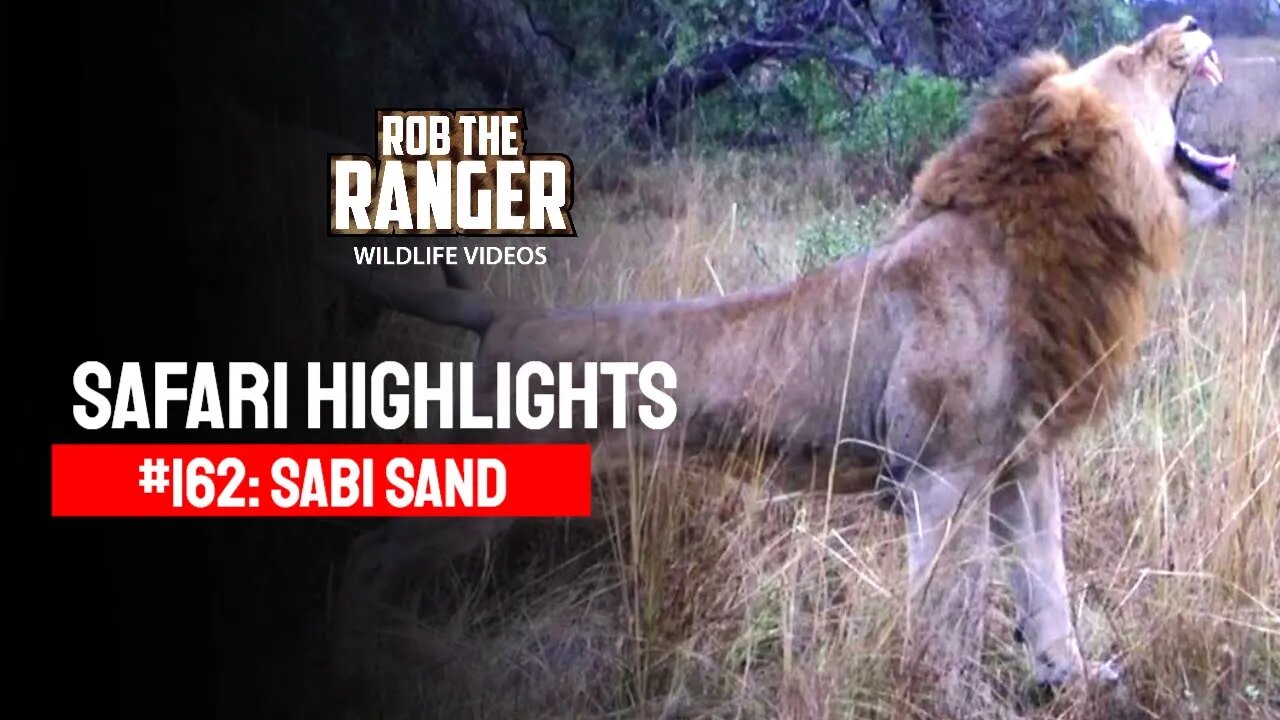 Safari Highlights #162: 14 - 17 Sepr 2012 | Sabi Sand Nature Reserve | Latest Wildlife Sightings