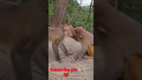 funny monky #shorts #youtubeshorts