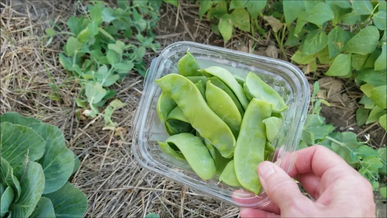 Snow Peas and Bad Kitty