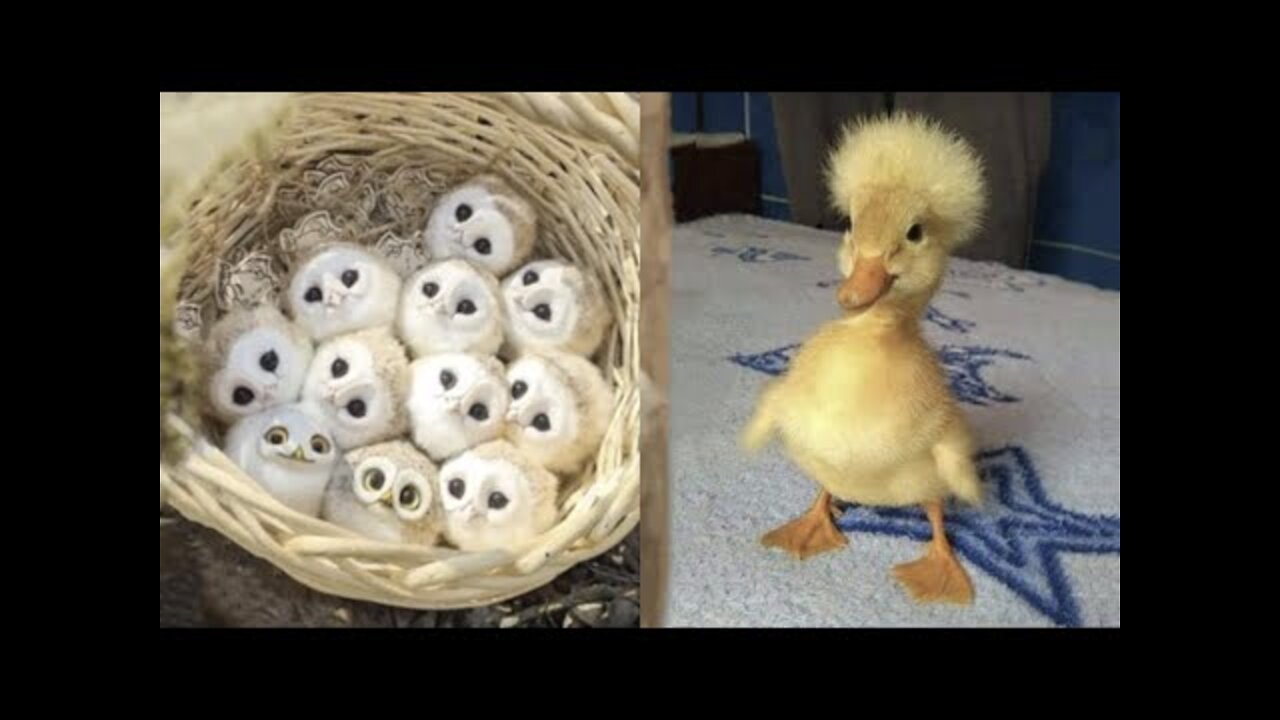 AWW SO CUTE! Cutest baby animals Videos Compilation Cute moment of the Animals - Cutest Animals