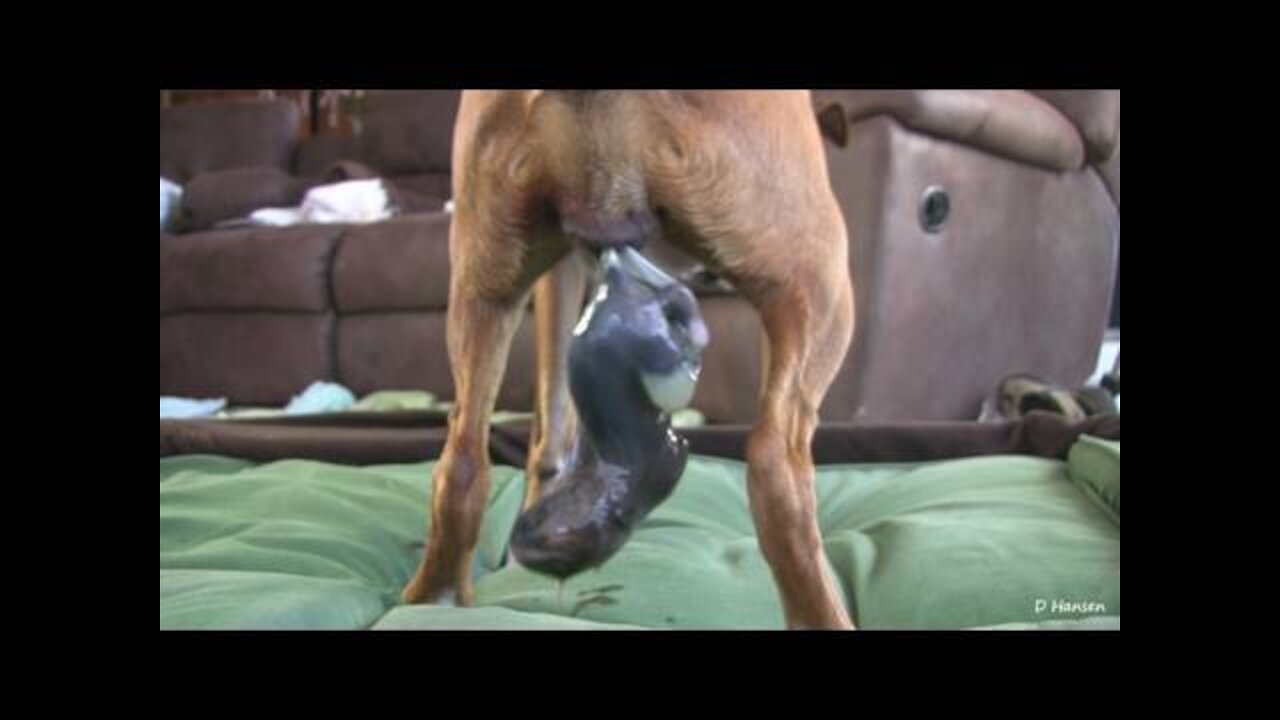 Dog Has Amazing Birth While Standing