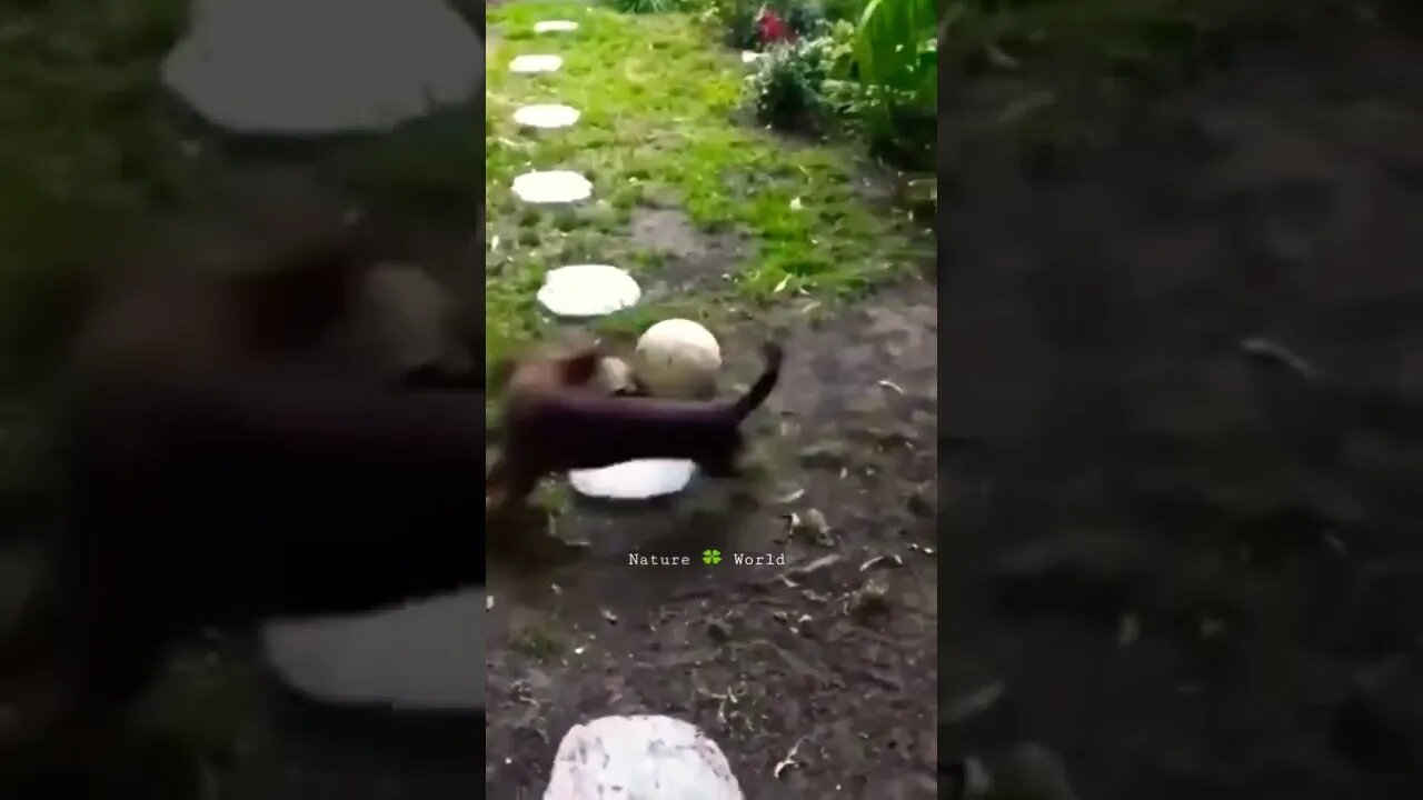कछुआ और पिल्ला फुटबॉल खेलते हुए😱Turtle and Puppy playing football👈