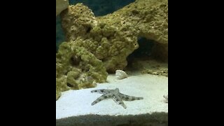 Dancing starfish Part 2