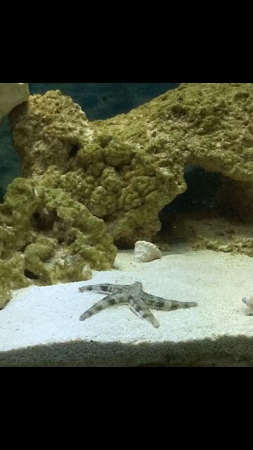 Dancing starfish Part 2