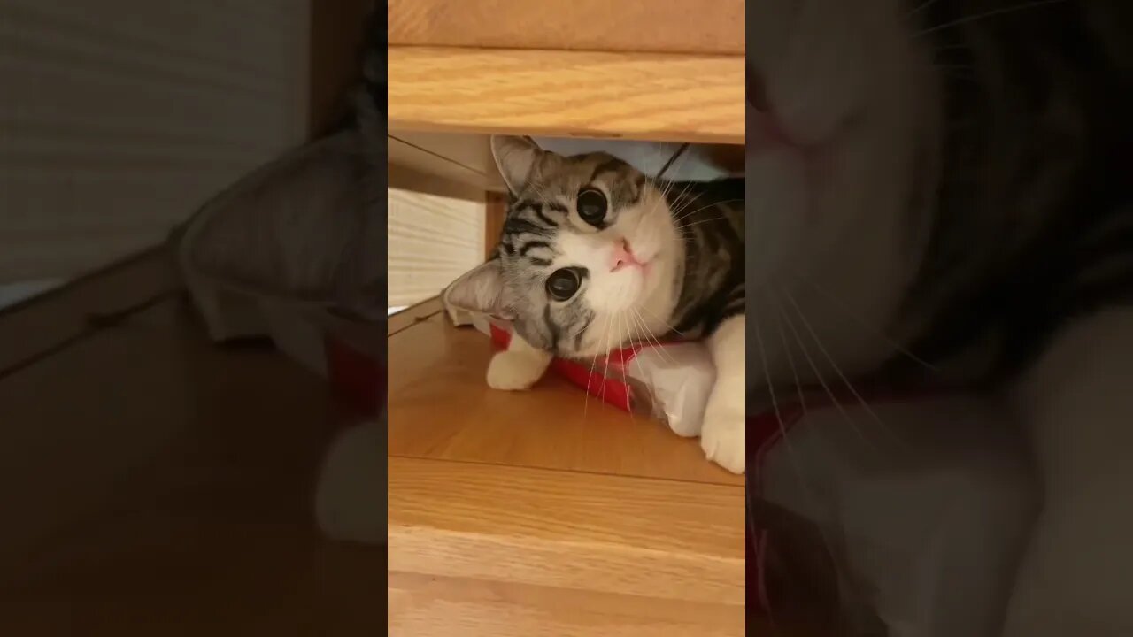 “Pawsitively Hilarious: Cat-tasting Capers and Kitten Shenanigans!” #cats #kittens #meow #feline